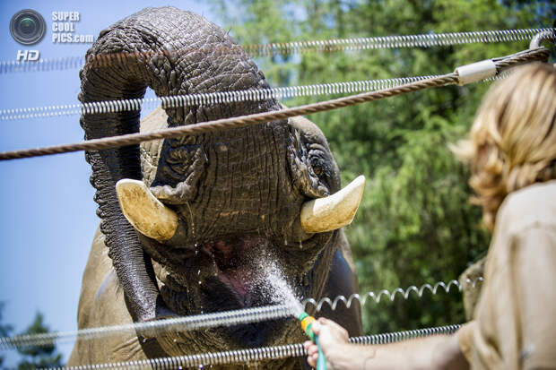 Чехия. Двур-Кралове-над-Лабем. Смотритель зоопарка поит слона. (AP Photo/David Tanecek)