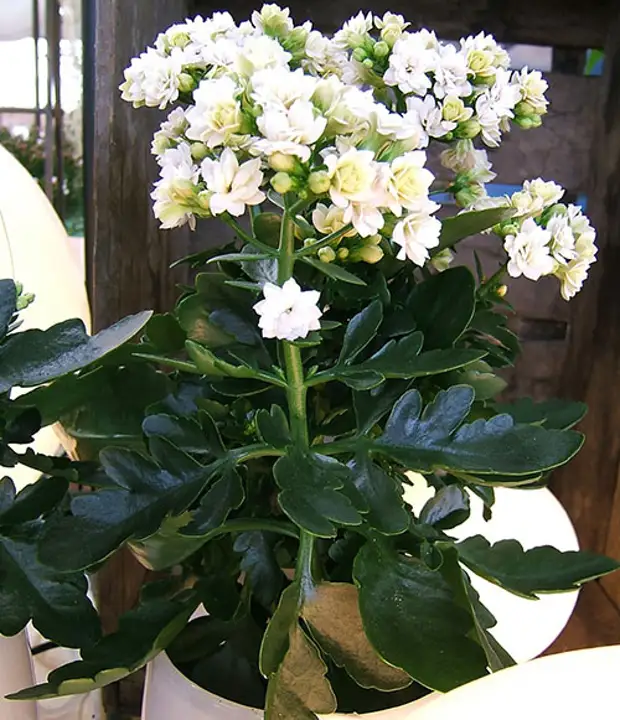 Каланхоэ зацветет после правильной обрезки и прищипывания точек роста Каланхоэ зацветет после правильной обрезки и прищипывания точек роста