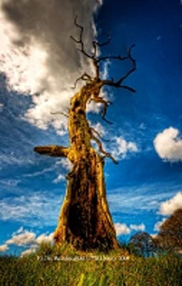 ФОТОГРАФ MIKE SHAW 5