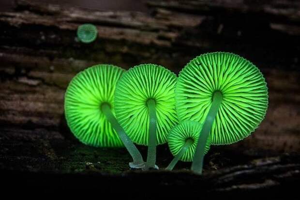 22. Вечный легкий гриб / Mycena luxaeterna грибы, факты, это интересно