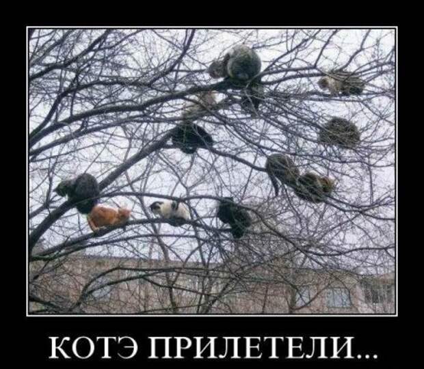 Пятничные демотиваторы новые приколы.