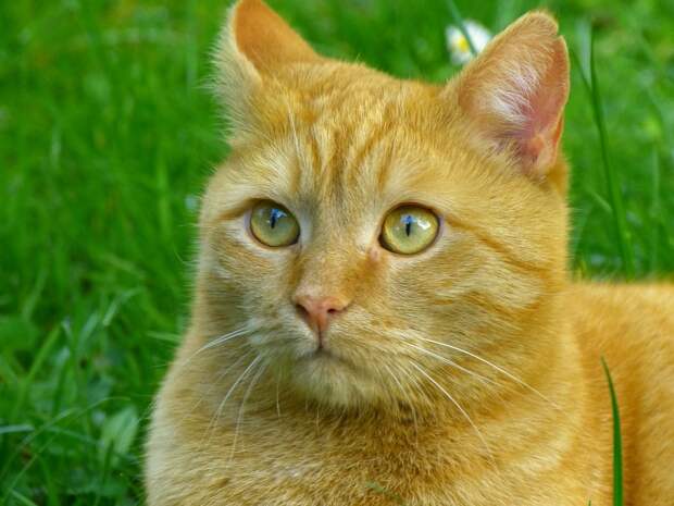рыжие коты и кошки фото (9)