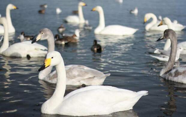 Рекордное скопление лебедей зафиксировали на Каспии