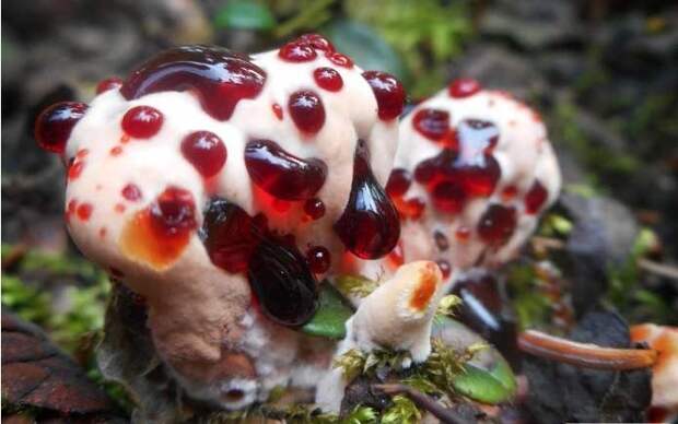2. Ежовик кровоточащий / Hydnellum peckii грибы, факты, это интересно