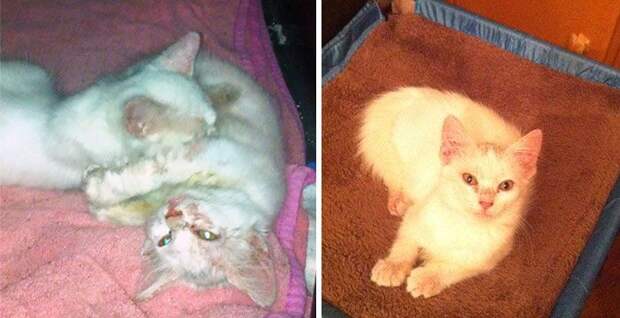Бывшие бездомные коты Бывшие бездомные коты до и после, кошки, преображение