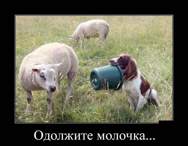 Подборка демотиваторов демотиватор, юмор