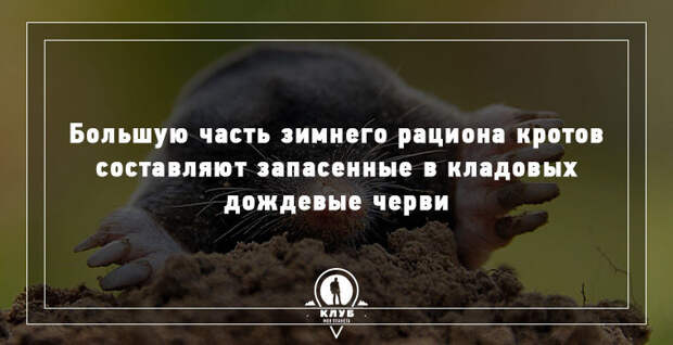 15 удивительных фактов о животных 15 удивительных фактов о животных животные, факты