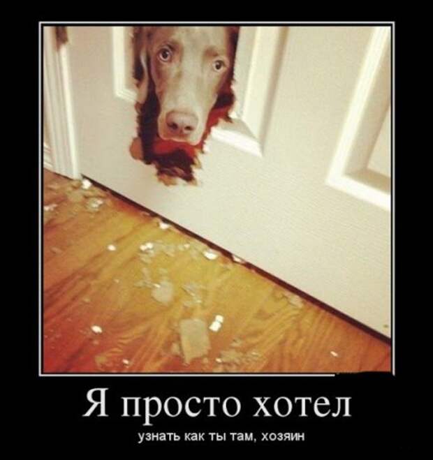 Демотиваторы, время потраченное с пользой для настроения.