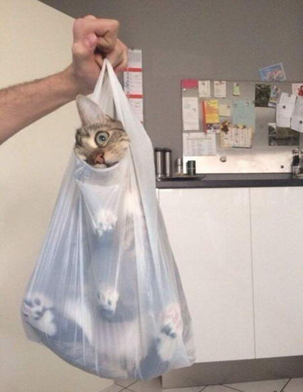 Забавные коты. часть 14 (30 фото)