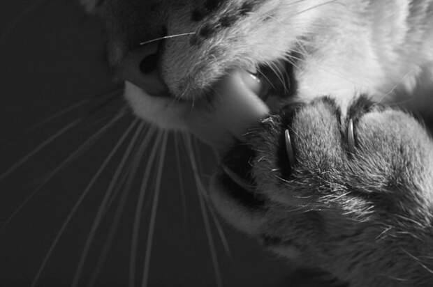 черно белые фотографии кошек (7)