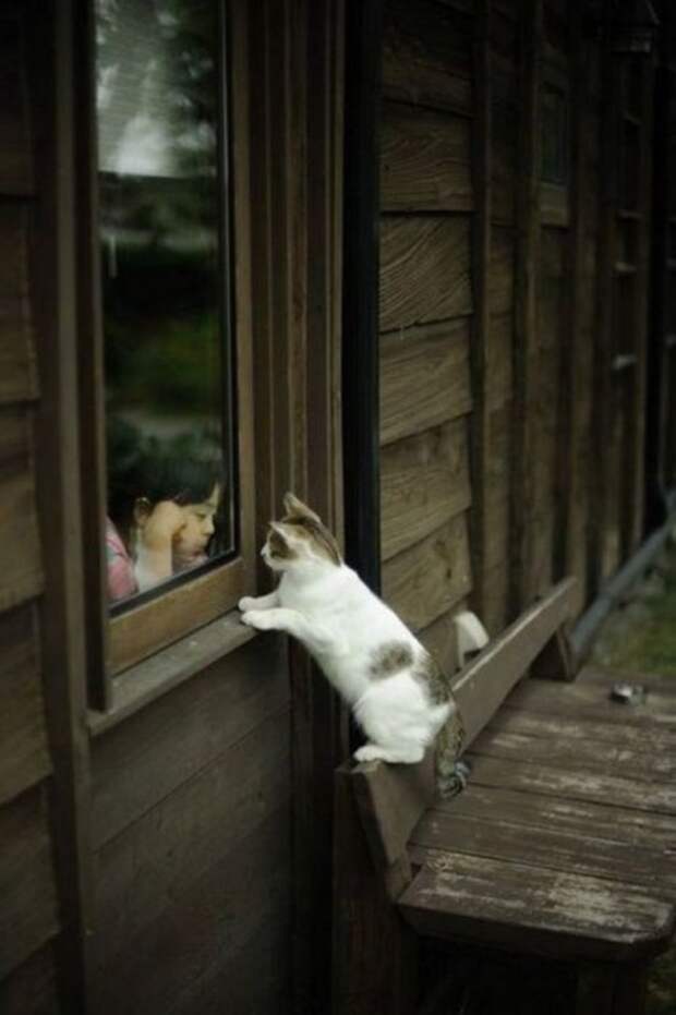 Новые котоприколы для настроения