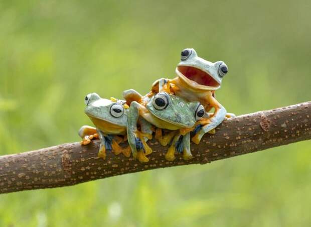 Mandatory Credit: Photo by Hendy MP/Solent News/REX Shutterstock (4404770a) The Reinwardt's Flying Frogs on the branch Frogs on a tree branch, Sambas, Indonesia - Jan 2015 *Full story: http://www.rexfeatures.com/nanolink/pvwg This green-skinned trio were happy to pose for the camera - with one little frog even smiling happily for its close up. The three Reinwardt's Flying Frog, commonly known as the black webbed tree frog or the green flying frog, were spotted playing in a tree by photographer Hendy Mp. The 25-year-old, who saw the frogs near his home in Sambas, Indonesia, said they reminded him of three brothers playing together. He said: "They were playing and kept moving around every couple of minutes - climbing on each other and changing positions. "They reminded me of three playful brothers and the one frog that looks like he is smiling I thought was very cute. "I stayed there for about two hours taking pictures. "They moved very quickly and elegantly - it reminded me of a dancer, they had the same sort of style in their movements."