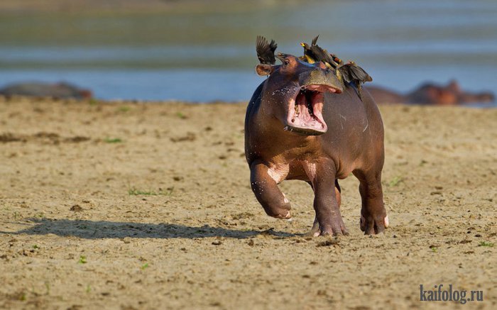 Comedy Wildlife Photography Awards 2015 (40 фото)