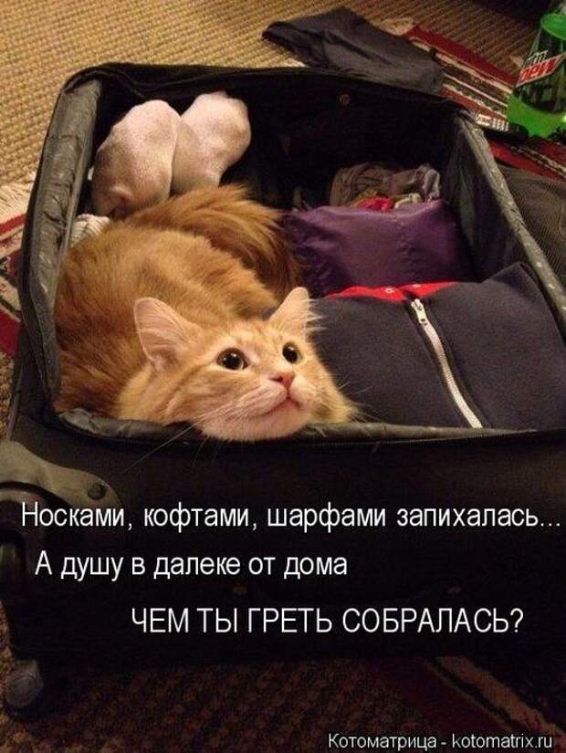 Котоматрицы(картинки с надписями)