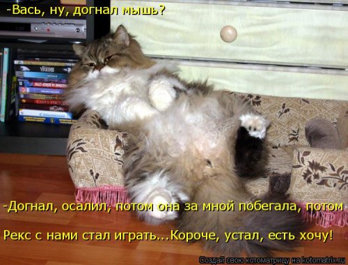 Новая котоматрица на Бугаге (31 фото)