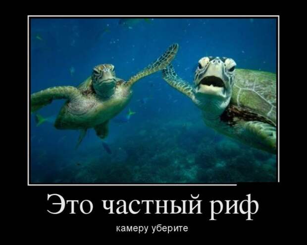Подборка демотиваторов демотиватор, юмор