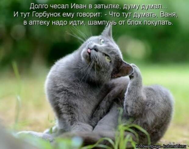 Котоматрицы