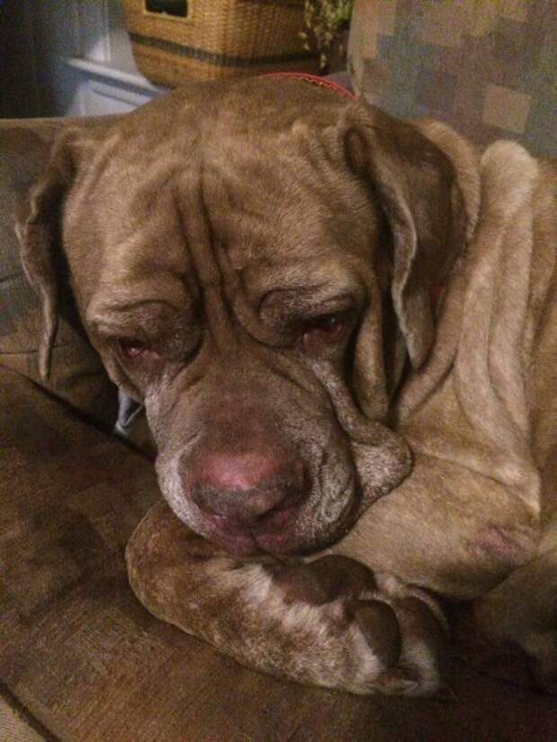 This week on Meet the Giants, we're talking about the Neapolitan Mastiff! Read more for tons of fabulous breed information!