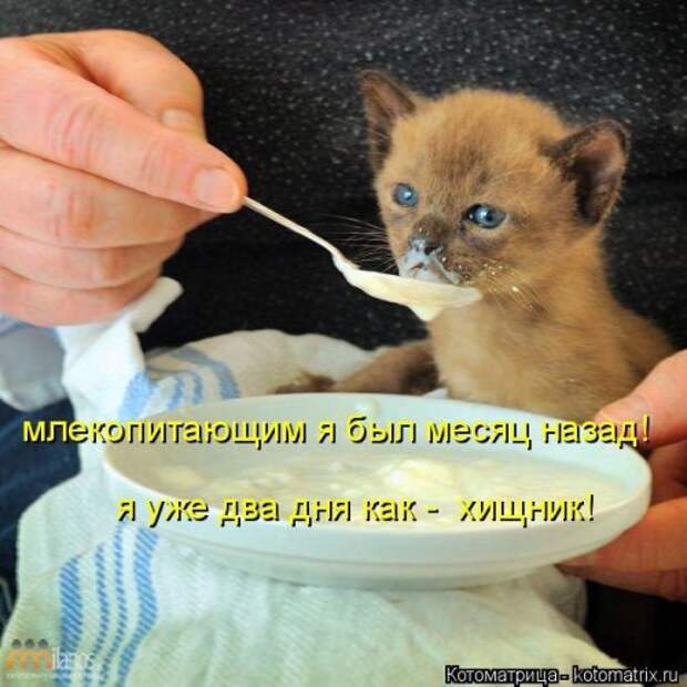 Котоматрица для хорошего настроения (35 фото)