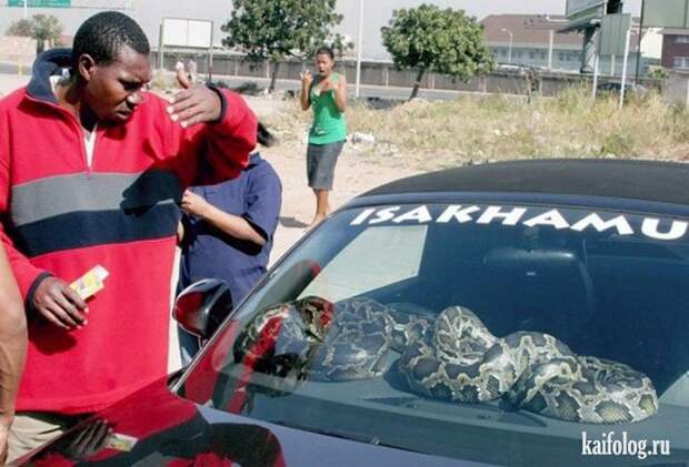 Прикольные противоугонки (50 фото) Прикольные противоугонки (50 фото)