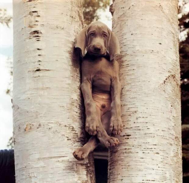 William Wegman - Man Ray