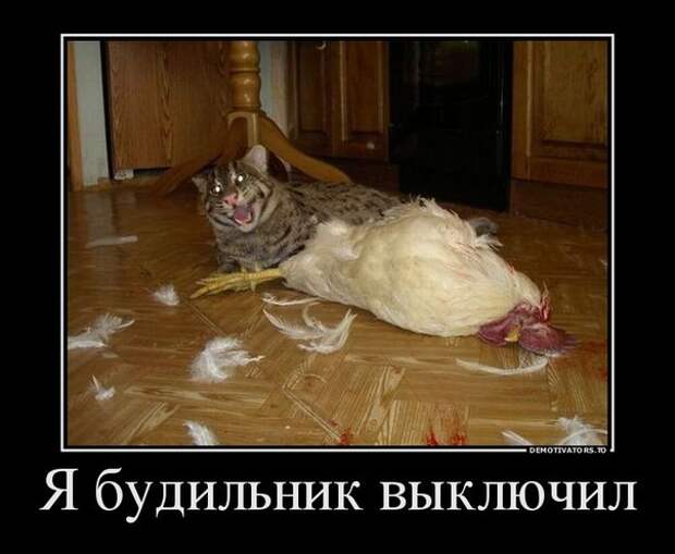 Демотиваторы демотиваторы, новые, ржака, смех. картинки