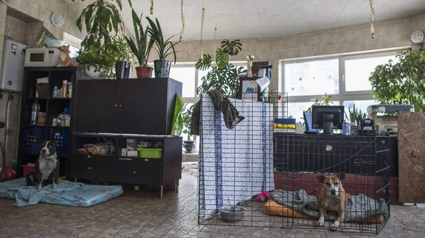 Это действительно уникальный приют: для собак кроме уличных вольеров есть еще и специальное здание, где они живут в отдельных комнатах