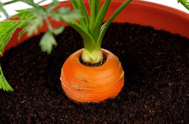 Морковь можно вырастить на подоконнике