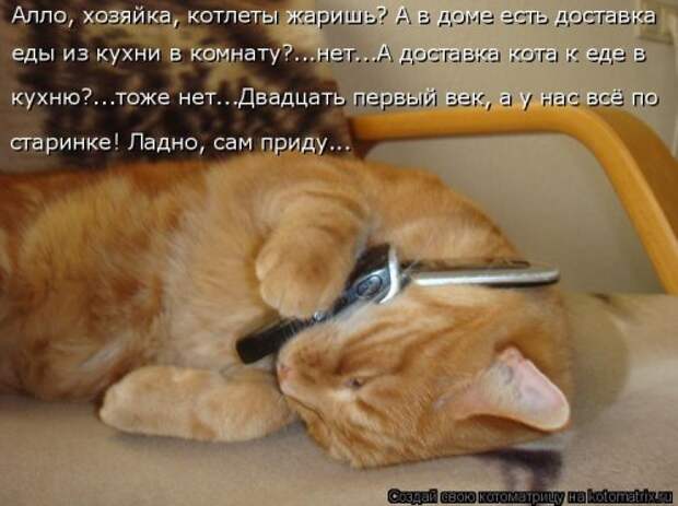 Новая котоматрица (29 фото)