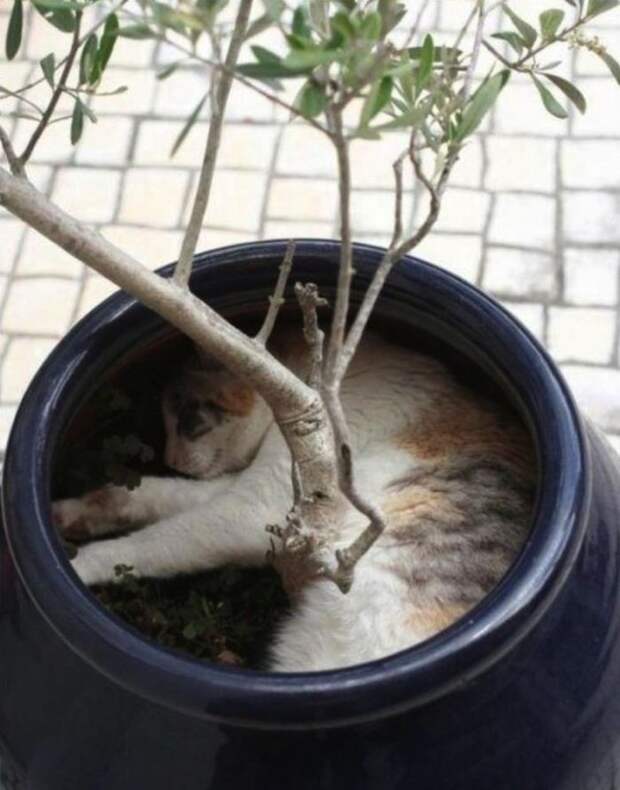 Коты, которые постигли искусство полного расслабления животные, кот, расслабон