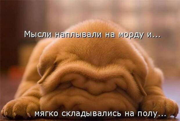Смешные картинки про собак Смешные картинки про собак