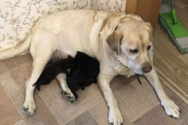 Мама-лабрадор: в Каргате собака Фиеста взяла под опеку четверых осиротевших котят