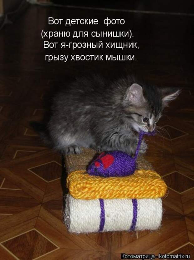 Замечательная котоматрица (27 фото)