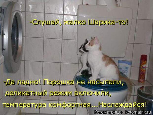 Лучшие котоматрицы недели (50 фото)