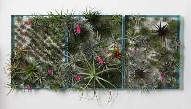 Живая стена из растений: композиция из рамок