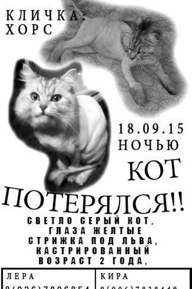 Забавные объявления о пропаже домашних животных (25 фото) 