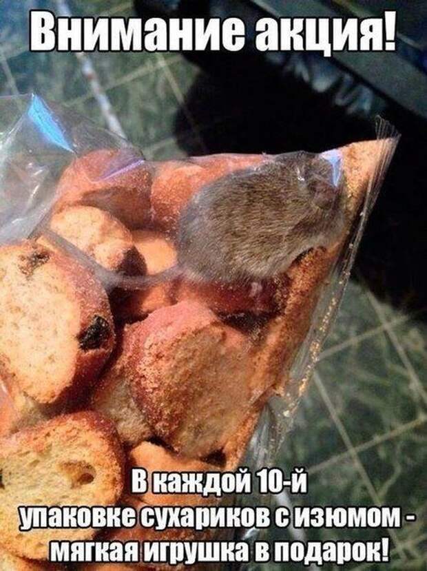 Смешные картинки с подписями катинки, прикол, юмор