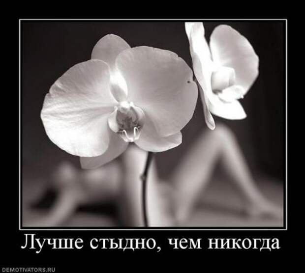 Демотиваторы это не просто прикольные фотки, но еще и множество смешных подписей.