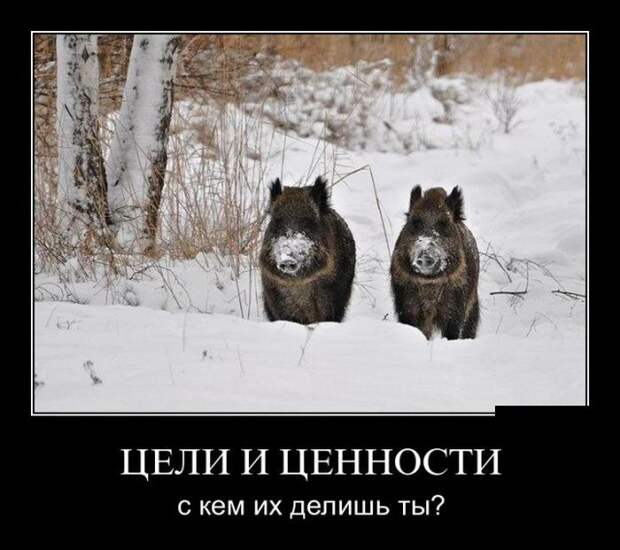 Демотиваторы (30 фото)