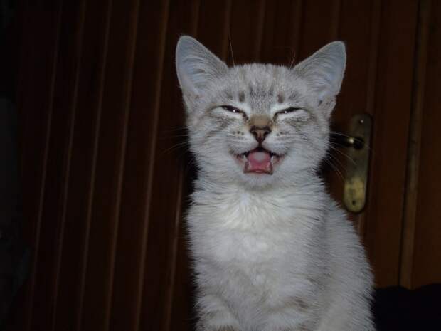 12.  животные, коты