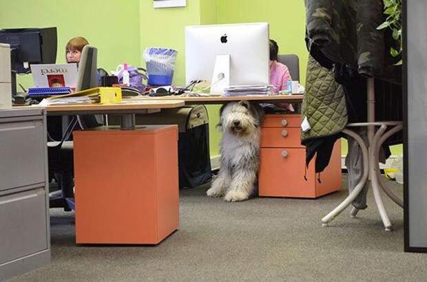 14. В одном из рекламных агентств Праги можно брать собак на работу каждый днь животные, офис, работа, собаки