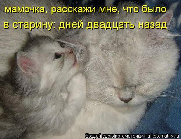 Клёвые отрывные котоматрицы (30 фото)