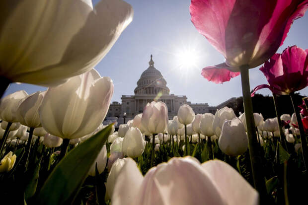 Тюльпаны в Вашингтоне