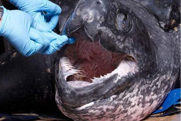 Угадайте, чья эта зубастая пасть? Угадайте, чья эта зубастая пасть?