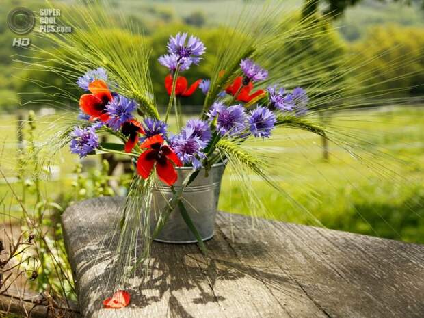 supercoolpics_08_08032014104636