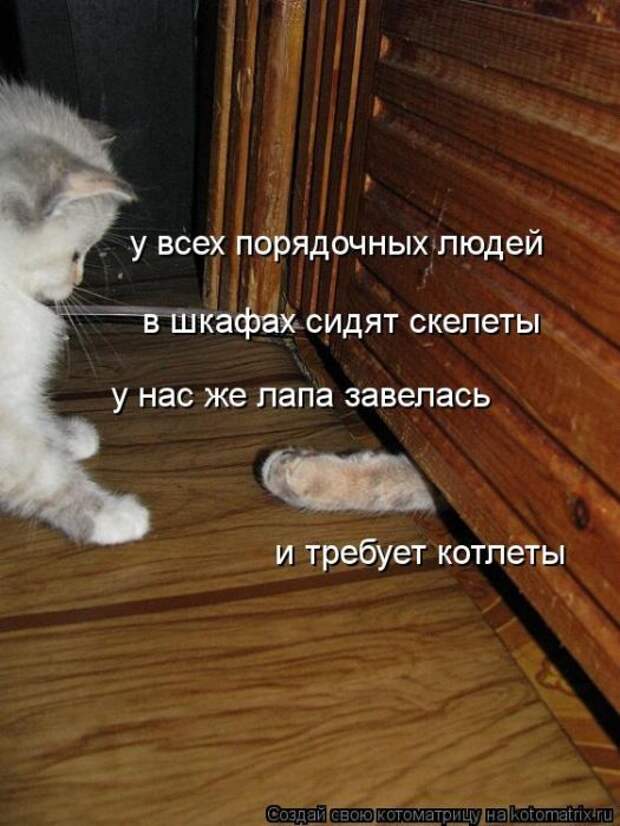 котоматрицы (50 фото)