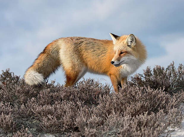 Лучшие фотографии апреля 2015 от National Geographic
