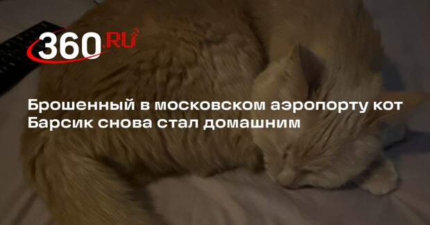 Кот Барсик, которого оставили в московском аэропорту, обрел новую семью