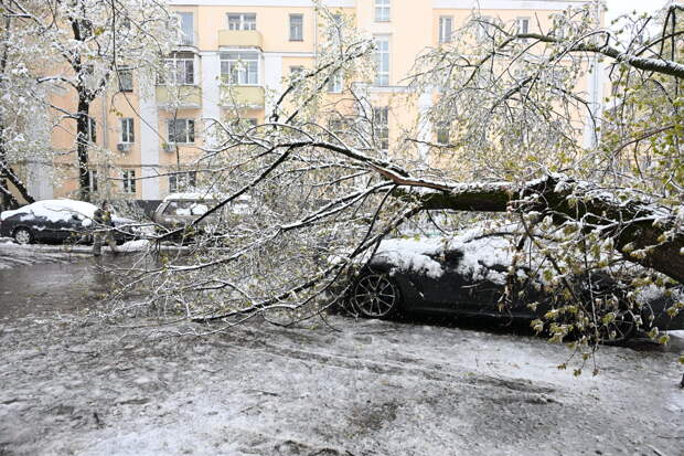 Москвичам с поврежденными деревьями машинами дали совет