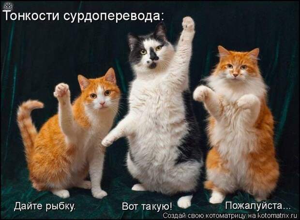 Чудная котоматрица 5